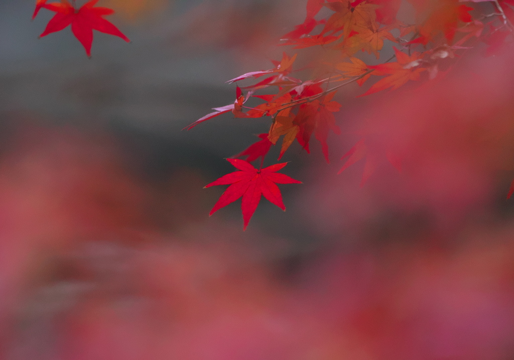 093A2755......SILKYPIX_DS_PRO...7..