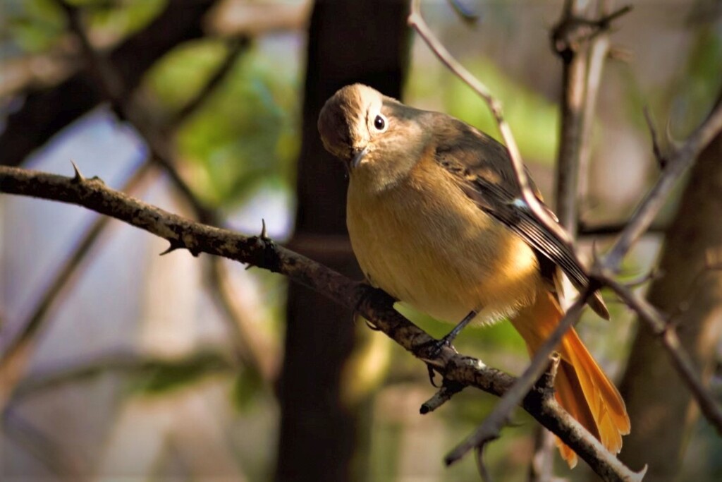 IMG_4018.....2.....5.......3