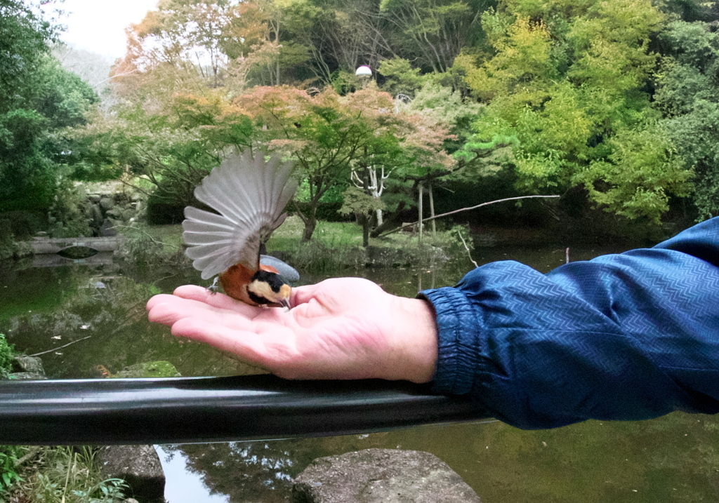 093A4082......SILKYPIX_DS_PRO...136..