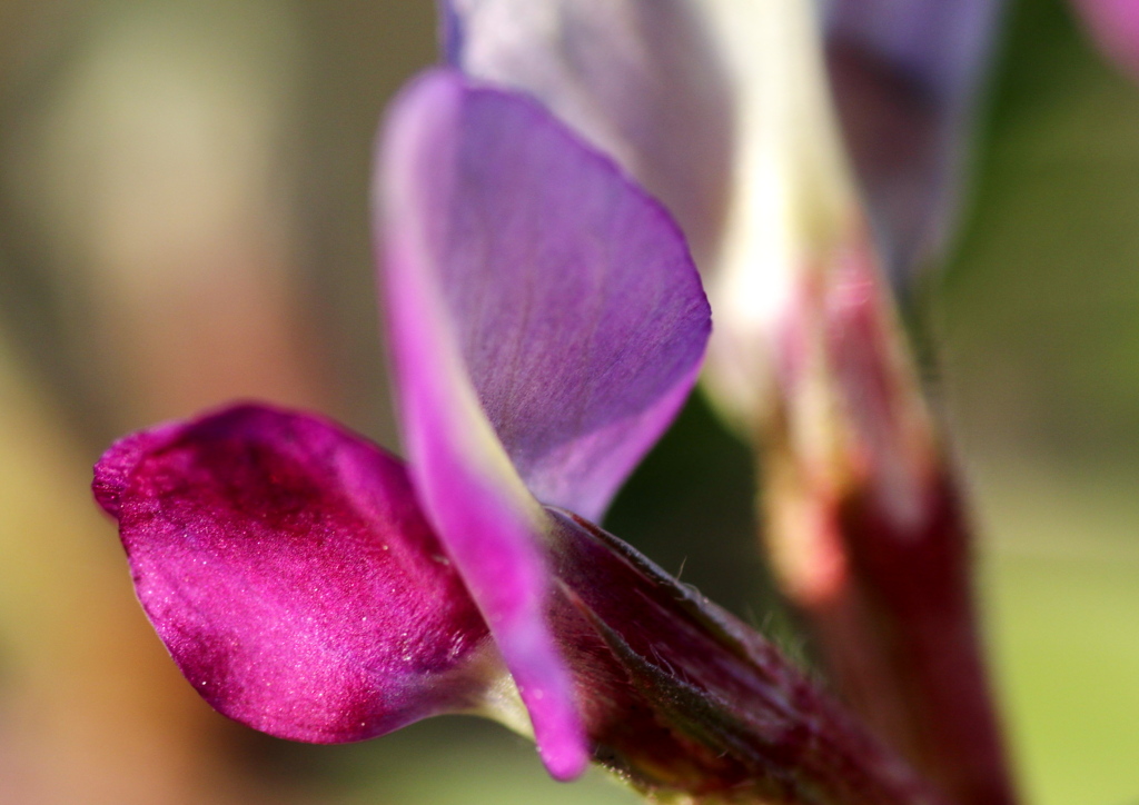 093A9462...SILKYPIX...