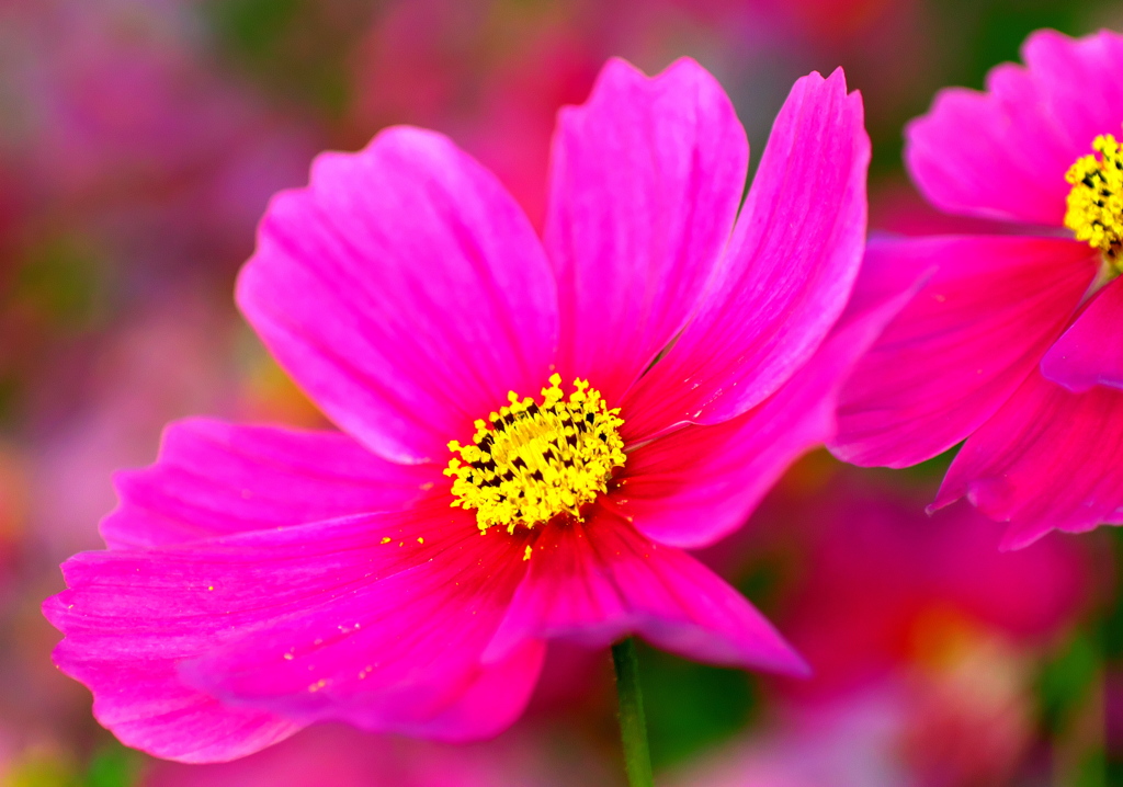 IMG_3642......SILKYPIX_DS_PRO....9.