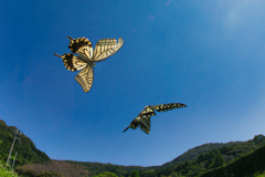 BS6T0669-15mm-F14-250916-Luminar Neo-_ (