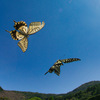 BS6T0669-15mm-F14-250916-Luminar Neo-_ (