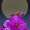 BS6T9121 (6)-500mm-F4,0-231103-Luminar N