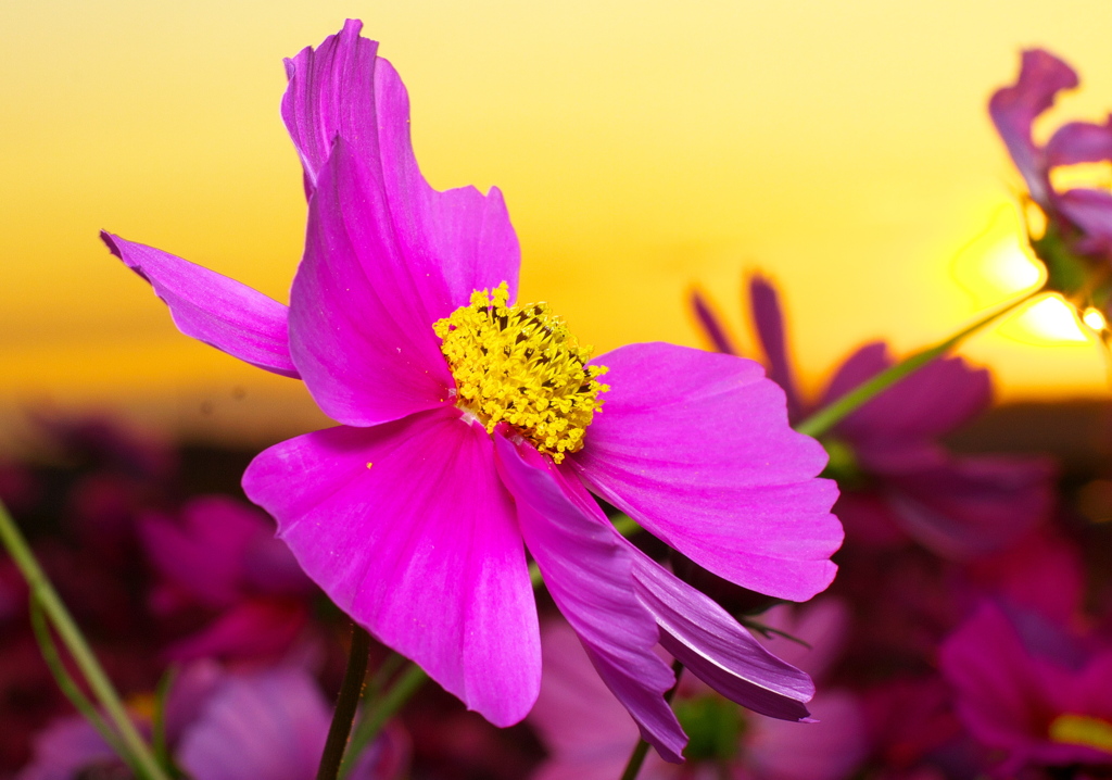 IMG_3749......SILKYPIX_DS_PRO....13.
