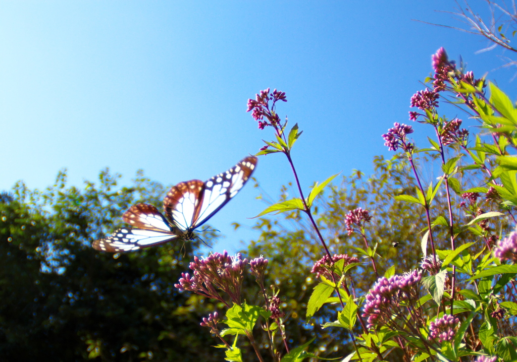 IMG_6068......SILKYPIX_DS_PRO...3..
