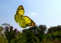 IMG_2285......SILKYPIX_DS_PRO...05..