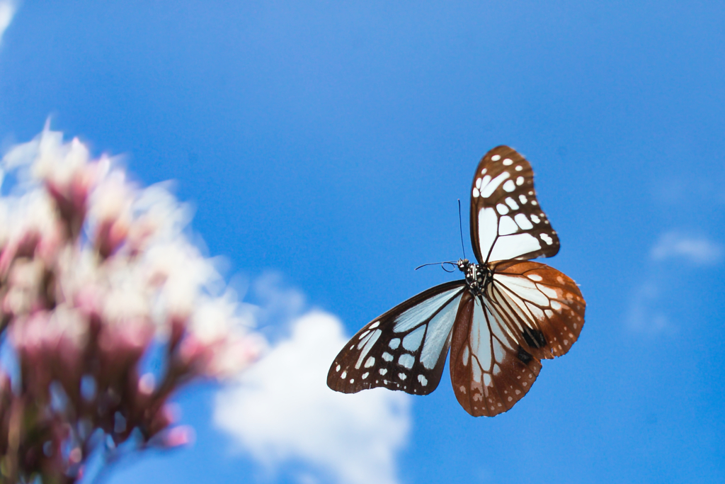 BS6T3244 (5)-21mm(テレコン)-F5,0-231028-Lumi