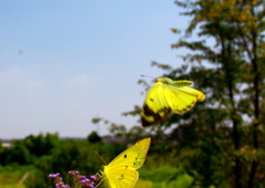 IMG_2360......SILKYPIX_DS_PRO...4..