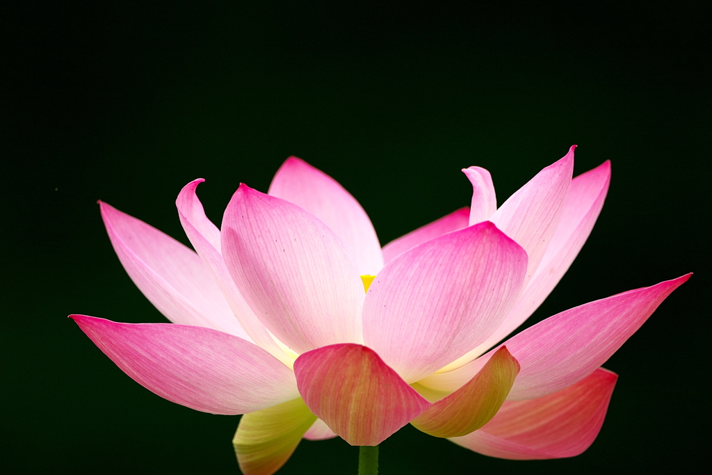 093A2946......SILKYPIX_DS_PRO..3...