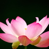 093A2946......SILKYPIX_DS_PRO..3...