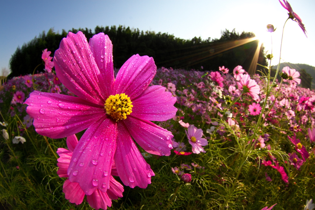 IMG_3141......SILKYPIX_DS_PRO...3..