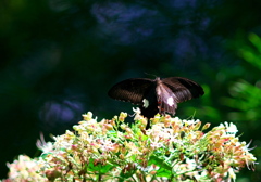 IMG_5183......SILKYPIX_DS_PRO......-2020