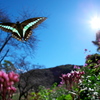 BS6T7449.....SILKYPIX_10__9_2----1  ....
