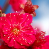IMG_9155......SILKYPIX_DS_PRO....9.