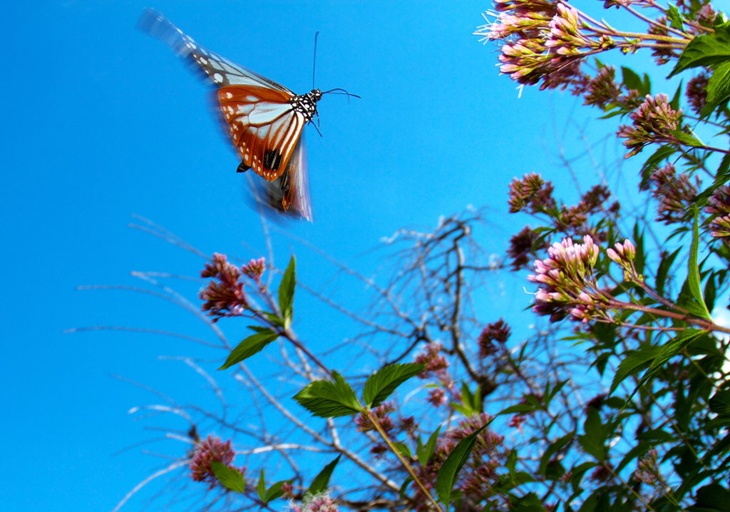 IMG_9975------......SILKYPIX_DS_PRO...13
