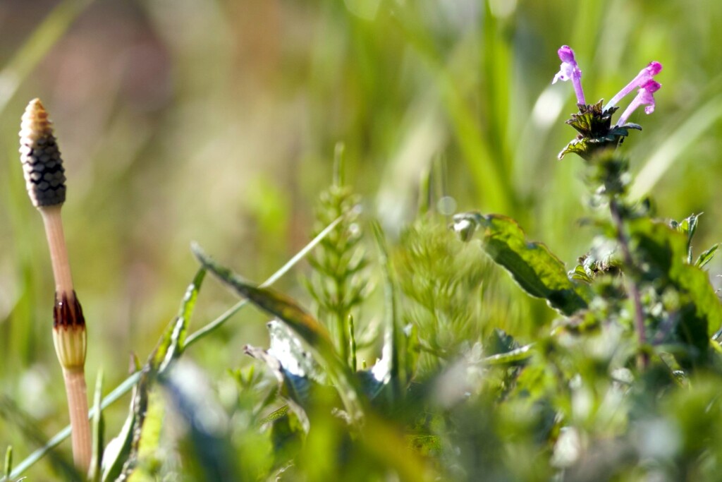 IMG_4052.....2......3