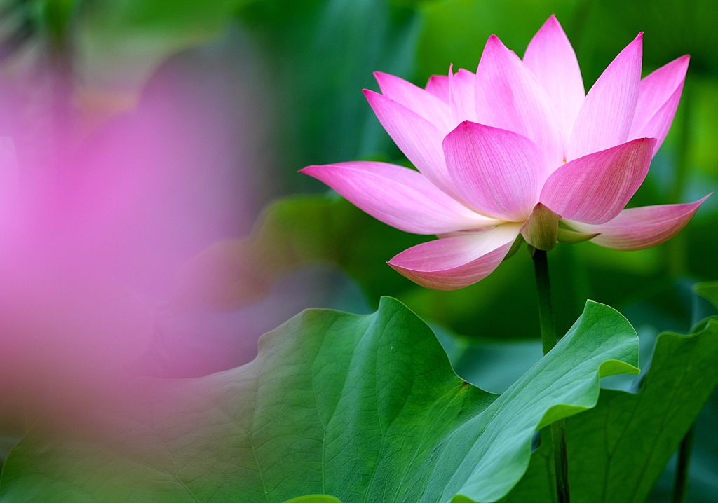093A2933......SILKYPIX_DS_PRO...9..