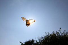 IMG_3506...SILKYPIX..2.