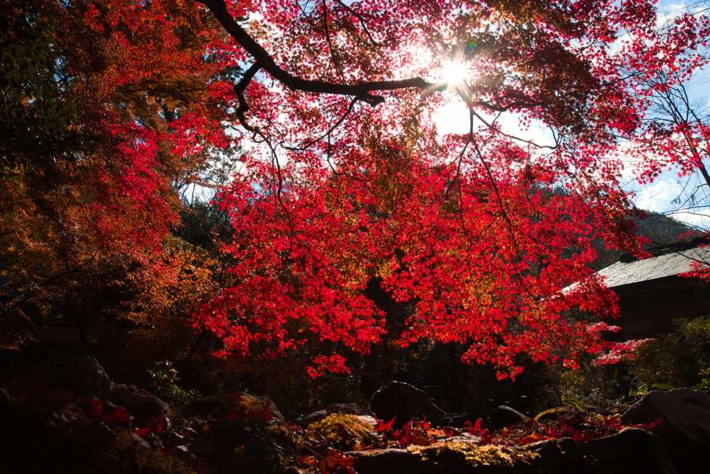 IMG_9040-35mm-F18-241125-Luminar Neo_.jp
