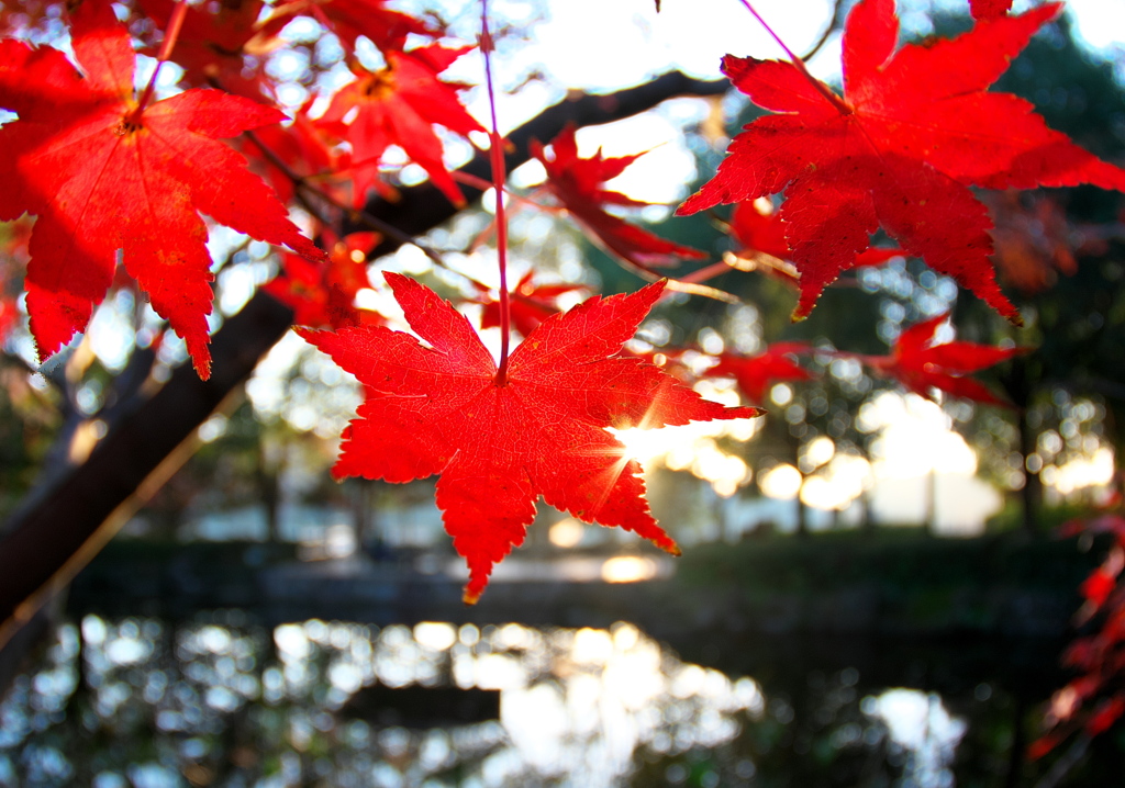 093A4201......SILKYPIX_DS_PRO..9...