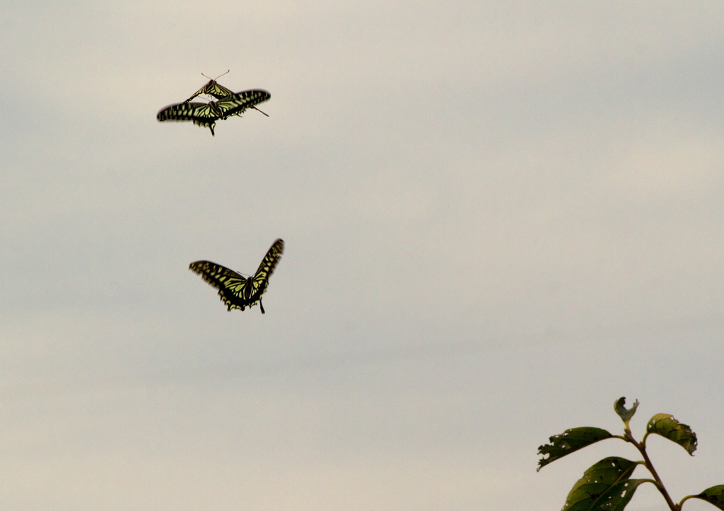 IMG_0326......SILKYPIX_DS_PRO...4..
