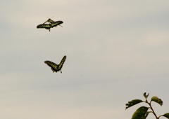 IMG_0326......SILKYPIX_DS_PRO...4..