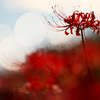 BS6T5205-500mm-F4,0-230928-....SILKYPIX_