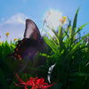 BS6T4530-15mm-F16-230916-....SILKYPIX_4-