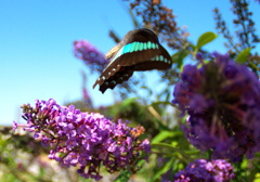 IMG_4745......SILKYPIX_DS_PRO...3..
