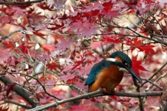 IMG_3975..2.3