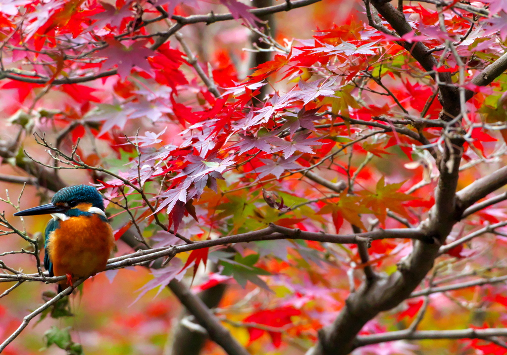 093A7194......SILKYPIX_DS_PRO....13.