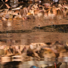 093A6561 (8)-500mm-F7,1-201223-Luminar N