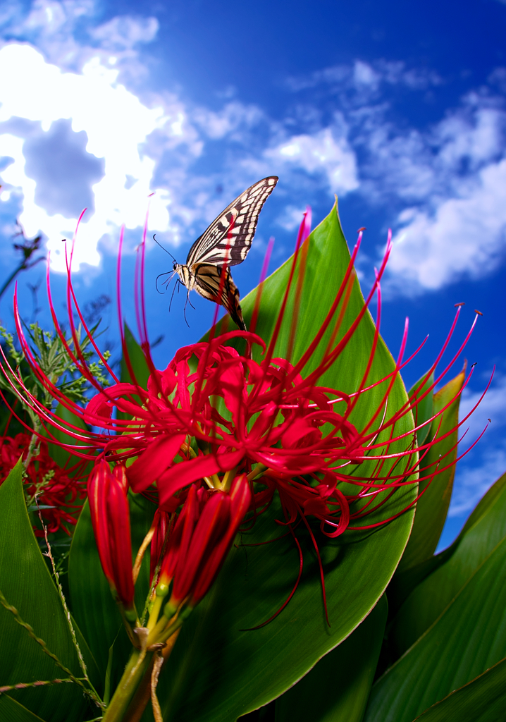 BS6T3914-15mm-F6,3-220921-....SILKYPIX_7