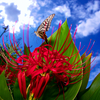 BS6T3914-15mm-F6,3-220921-....SILKYPIX_7