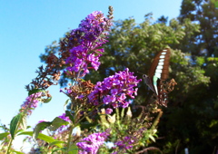 IMG_4952......SILKYPIX_DS_PRO....03.