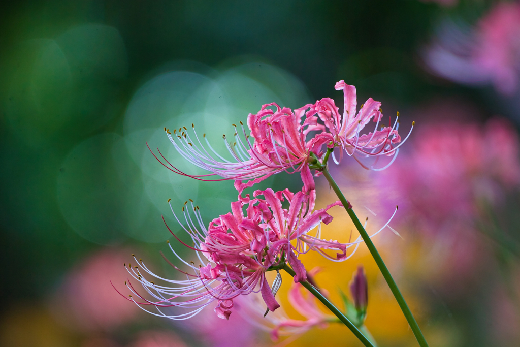 BS6TBS6T0521-500mm-F4,0-230910-Luminar N