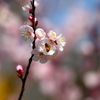 IMG_3233......SILKYPIX_DS_PRO...7..