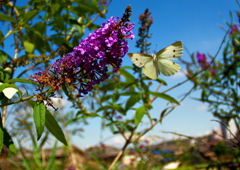 IMG_3991......SILKYPIX_DS_PRO...5..