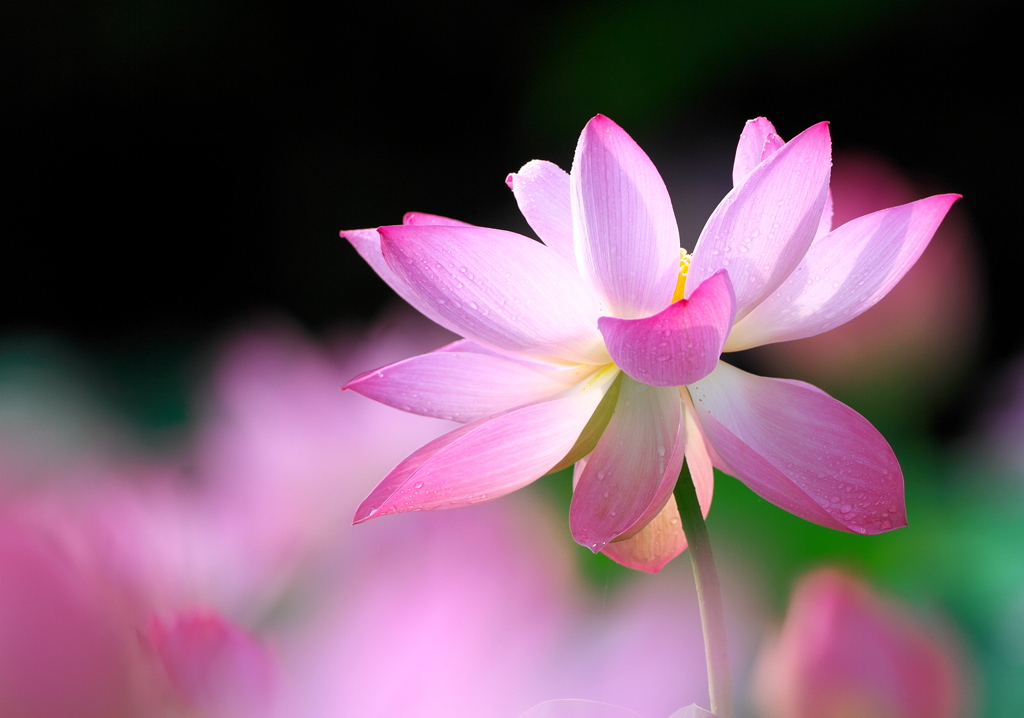 IMG_6549......SILKYPIX_DS_PRO...9-2..