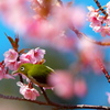 IMG_1696......SILKYPIX_DS_PRO....9.