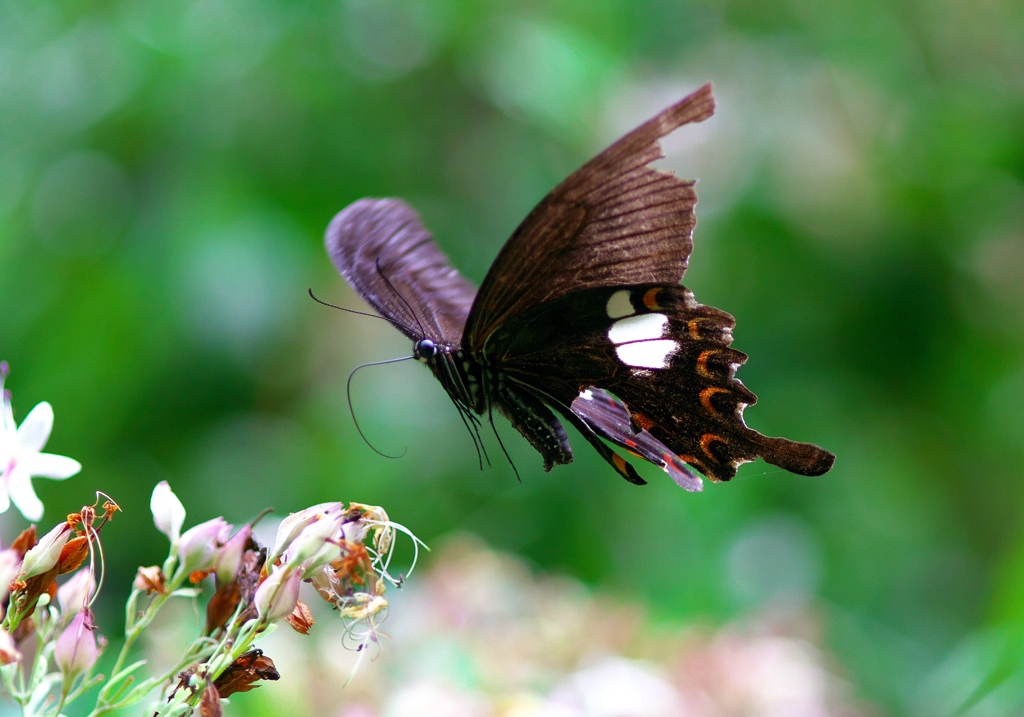 IMG_7622......SILKYPIX_DS_PRO.....-2020_