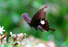 IMG_7622......SILKYPIX_DS_PRO.....-2020_