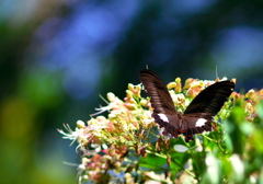 IMG_5281......SILKYPIX_DS_PRO.....-2020_