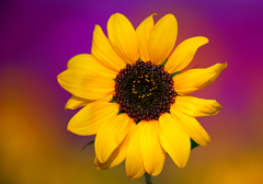 BS6T2572-500mm-F4,0-221027-....SILKYPIX_