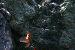 093A7351.CR2....gimp......SILKYPIX...