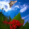 BS6T3919.....SILKYPIX_10__9------1  ....