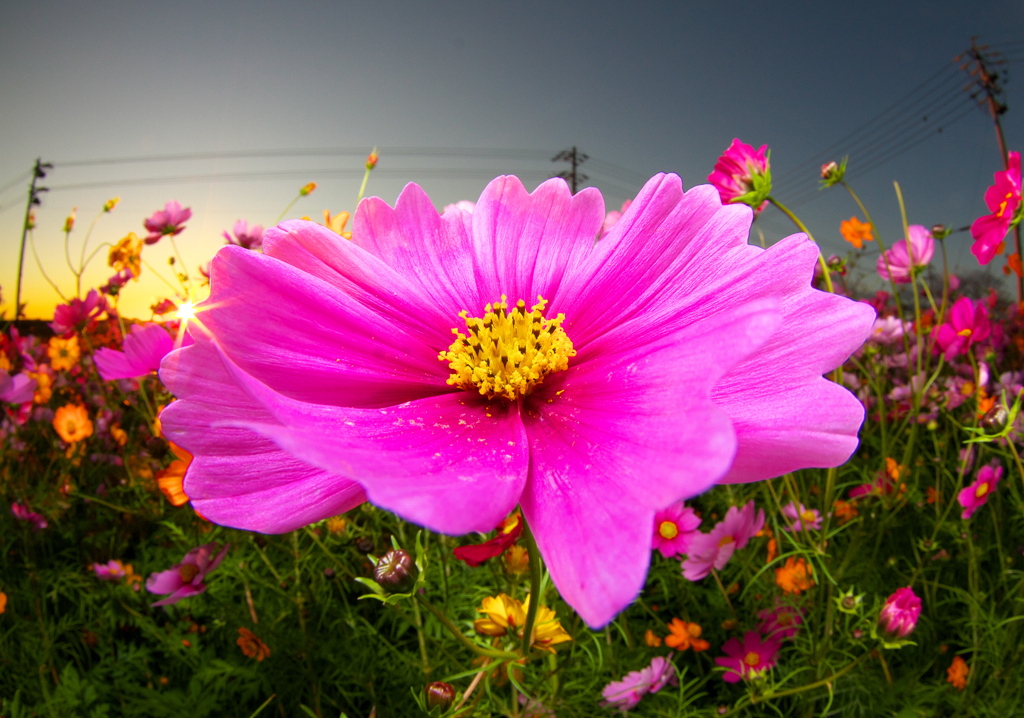 IMG_7437......SILKYPIX_DS_PRO...83..