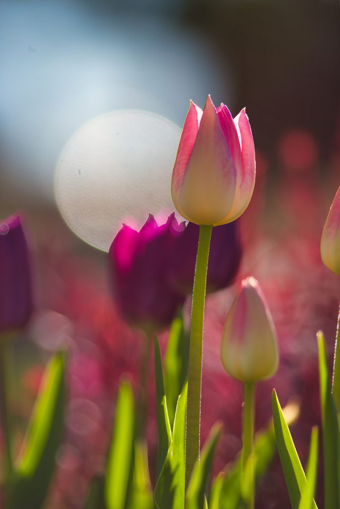 IMG_5652-200mm-F2,8-250126-Luminar Neo..
