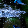 BS6T2815......SILKYPIX_DS_PRO...9---3...